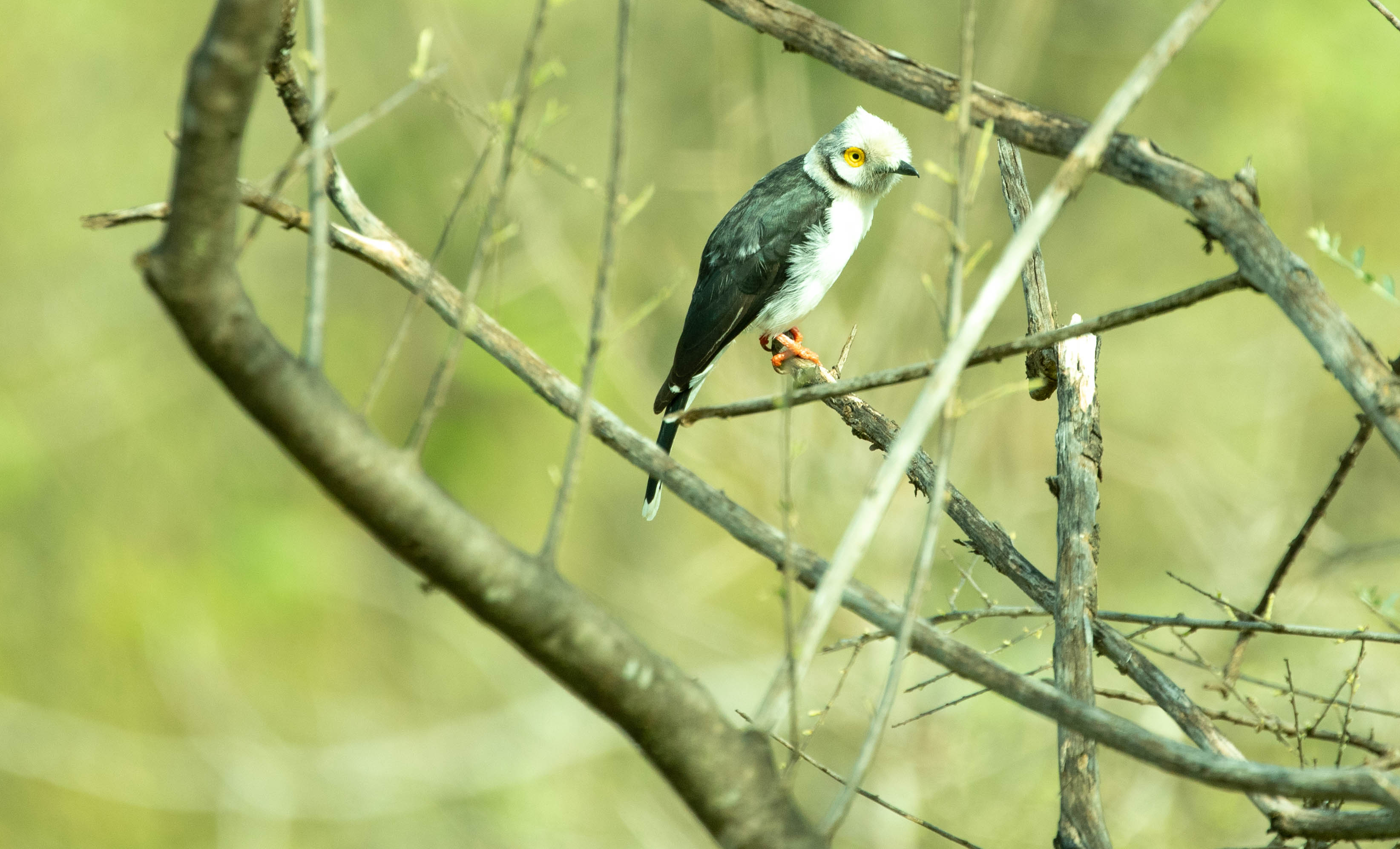 WHITE-CRESTED HELMETSHRIKE.jpg