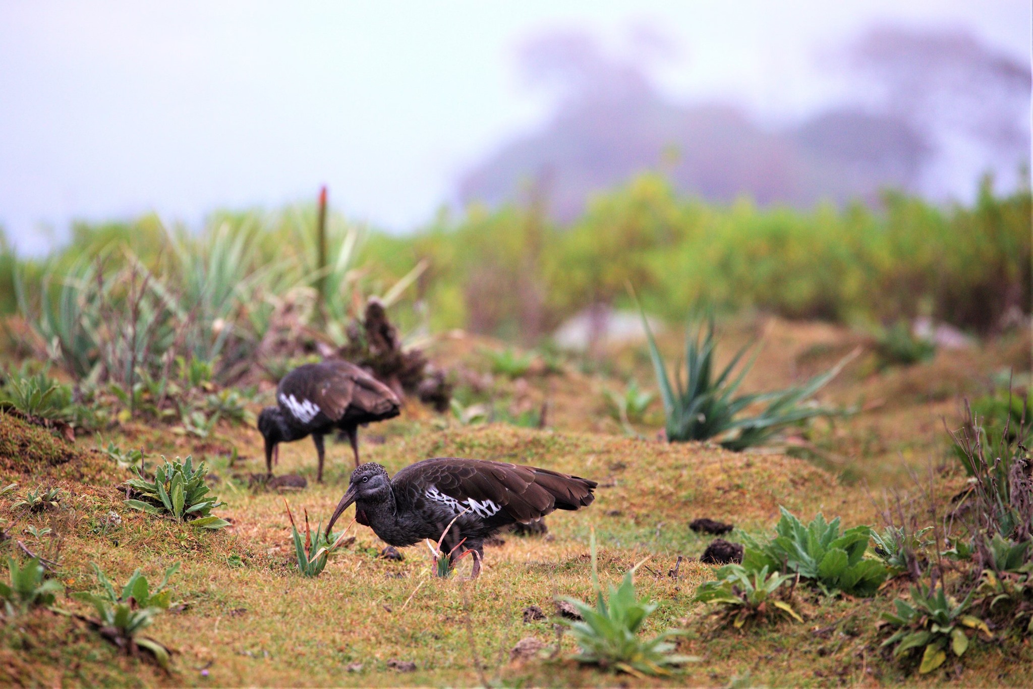WATTLED IBIS BALE 1.jpg