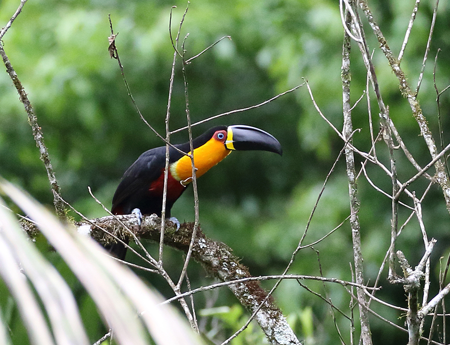 Channel-billed Toucan