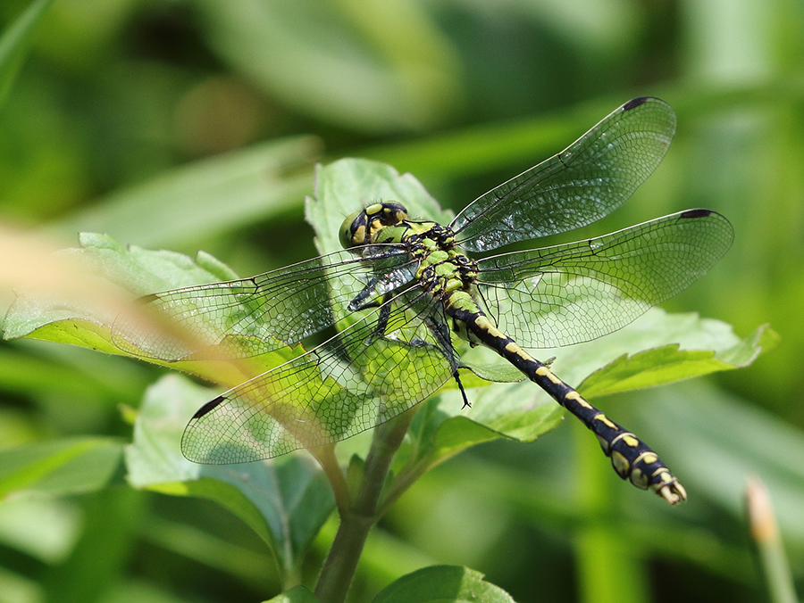 Green Snaketail