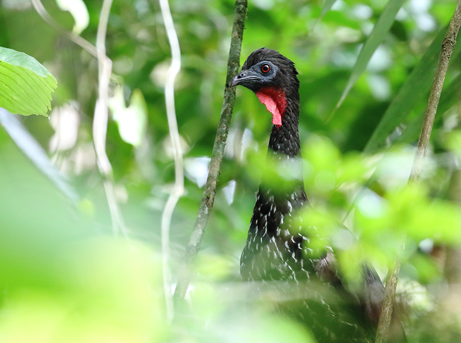 Crested Guan