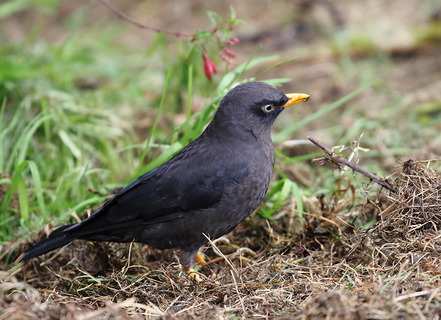 Sooty Thrush