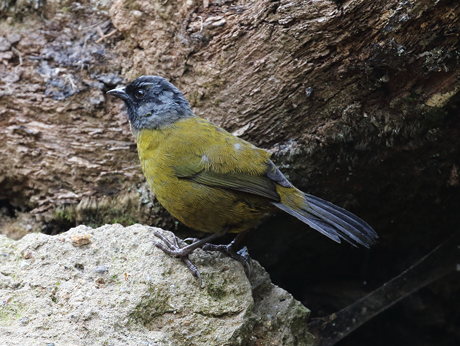 Large-footed Finch