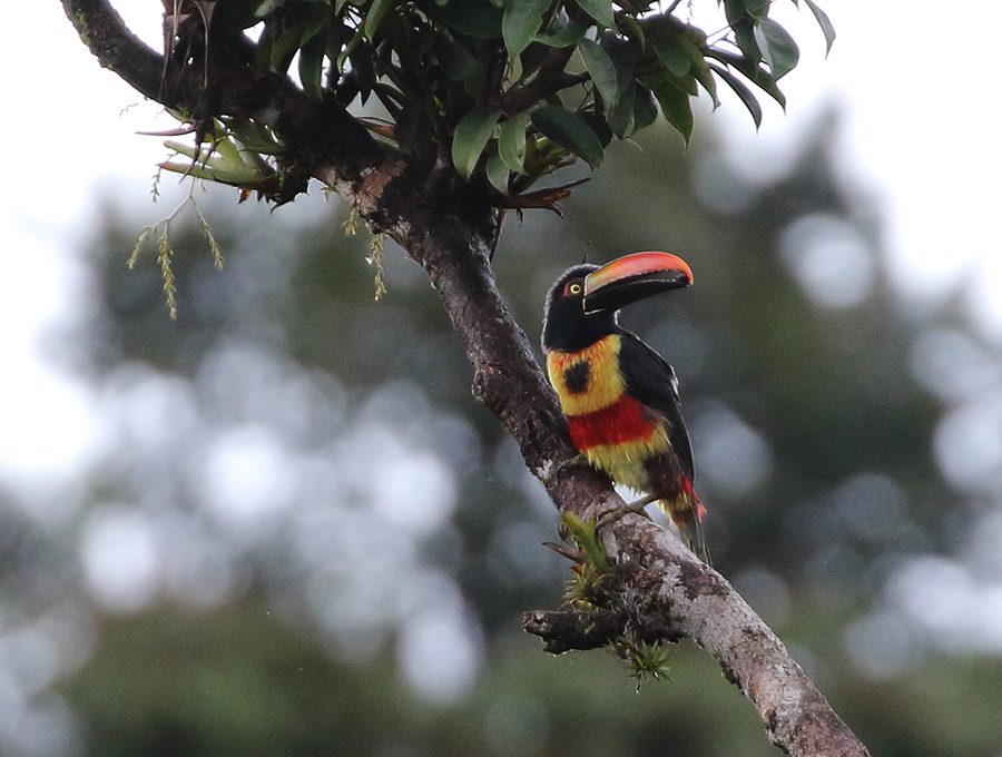 Fiery-billed Aracari