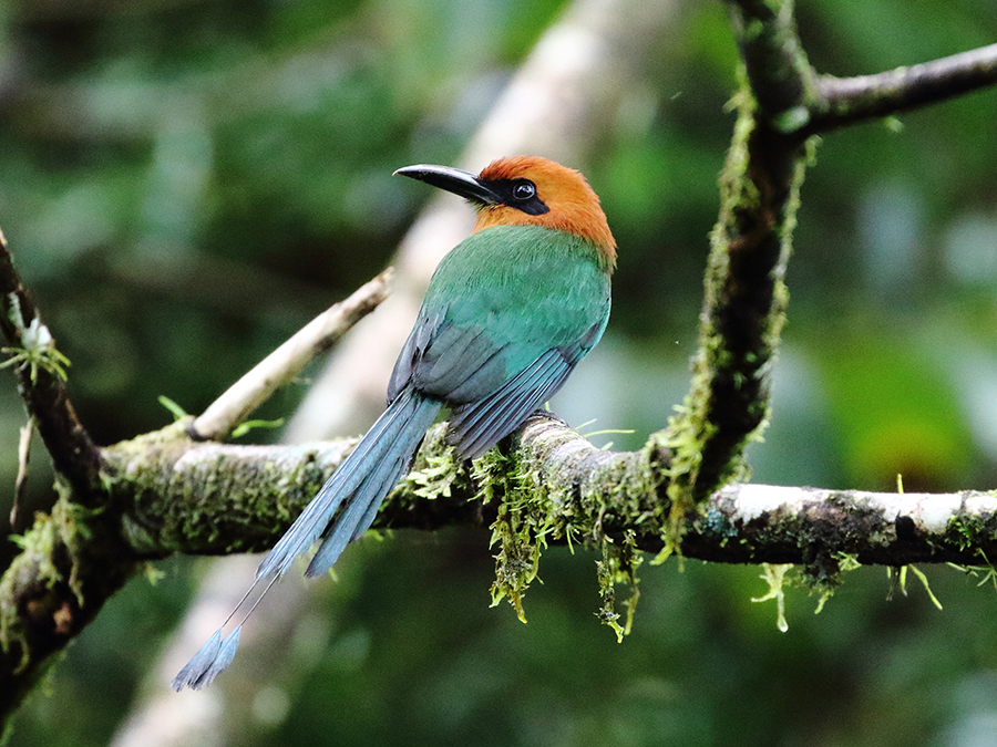 Broad-billed Motmot