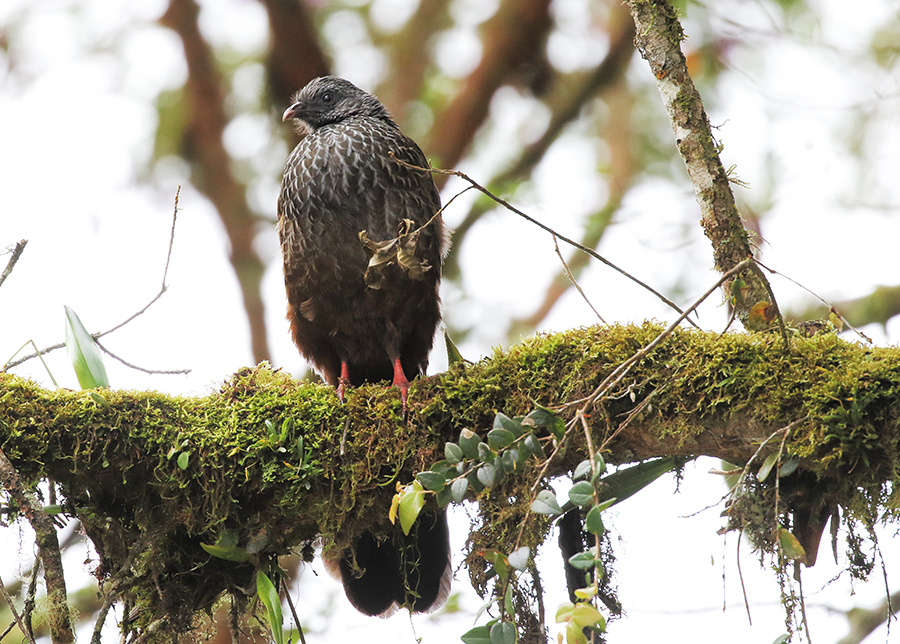 Andean Guan