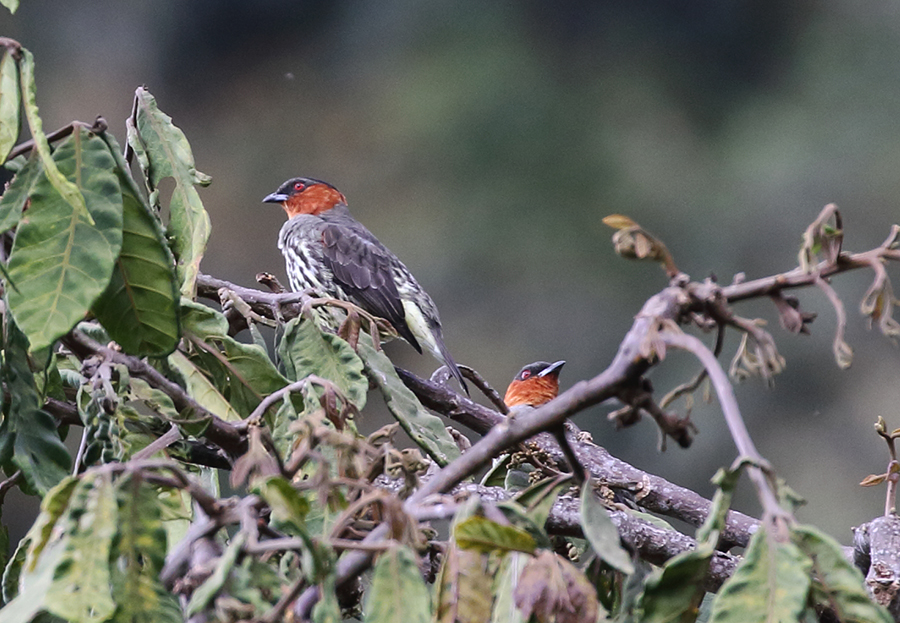 Chestnut-crested Cotinga