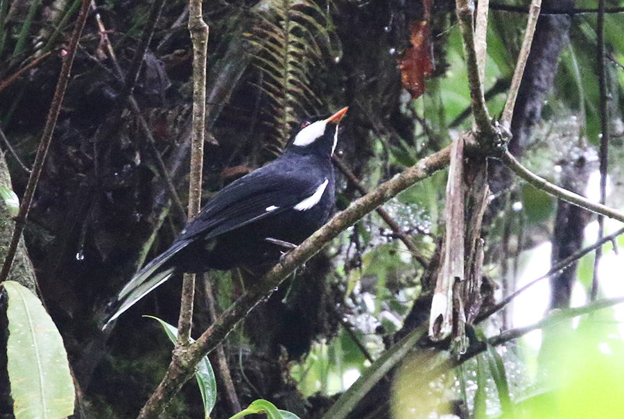 Black Solitaire