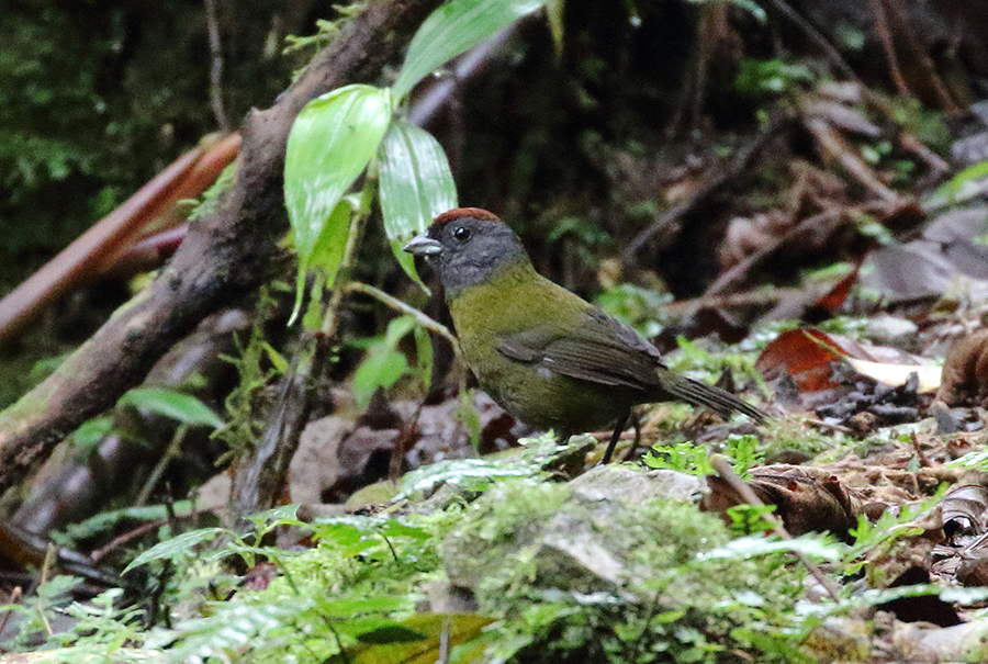 Olive Finch