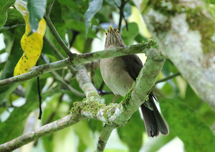 Spectacled Thrush