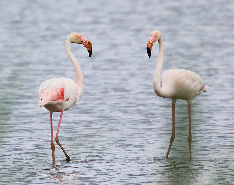 Greater Flamingo (adult)