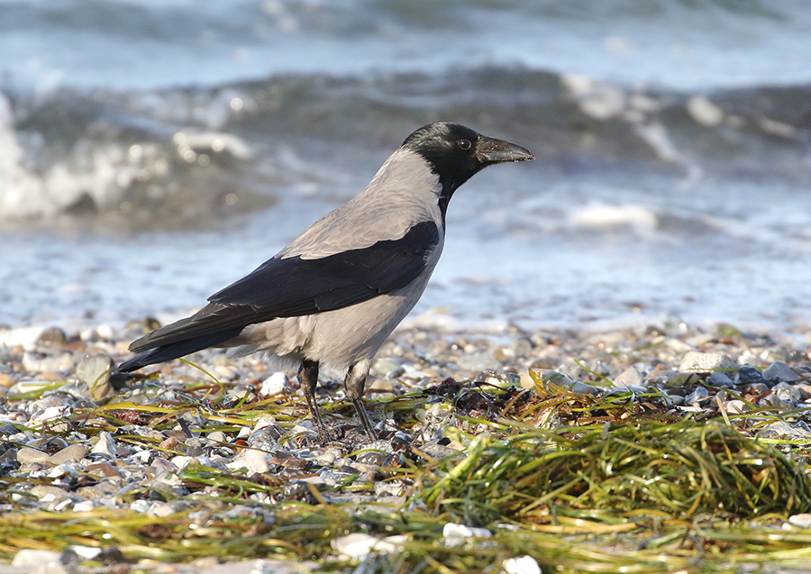 Hooded Crow