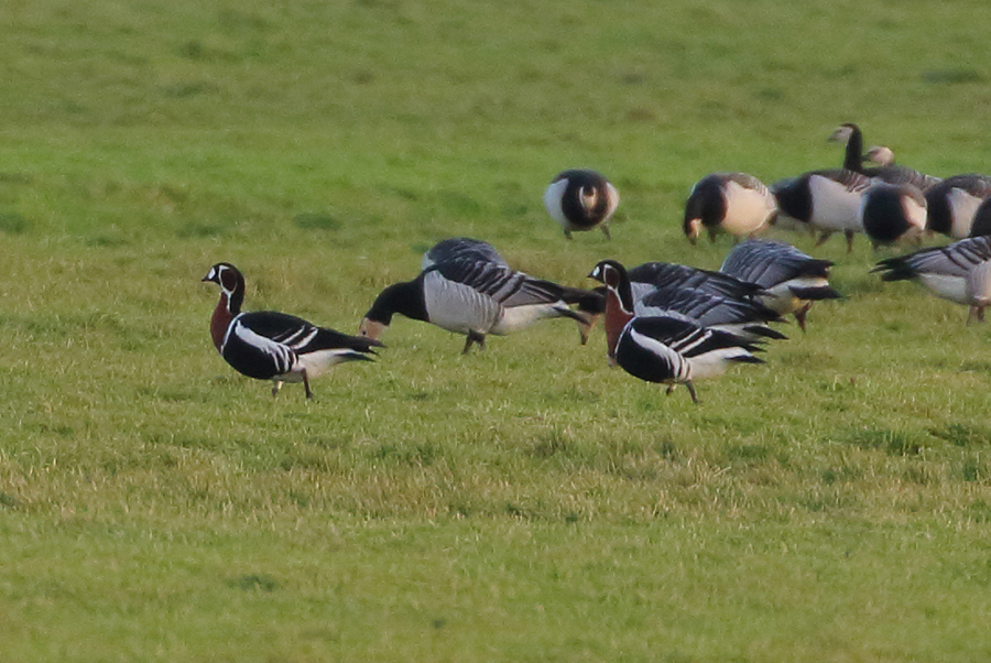 Red-breasted Goose