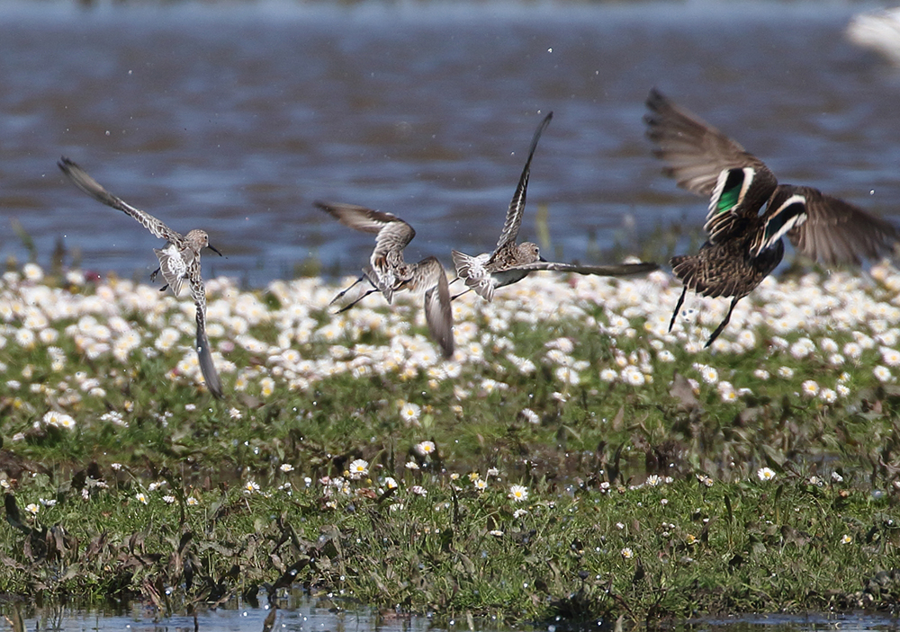 Curlew Sandpiper