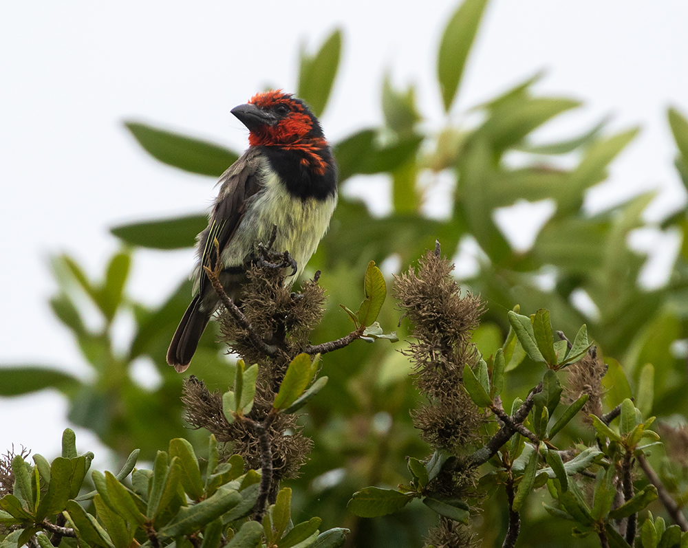 Black-collared Barbet