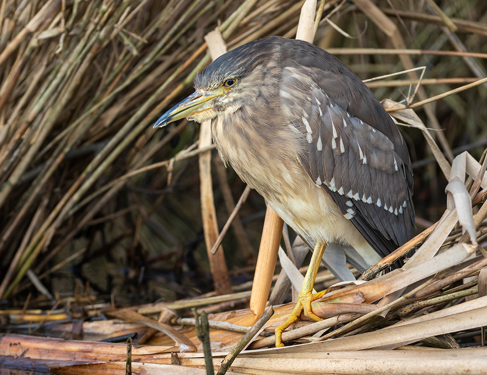 Black-crowned Night-Heron