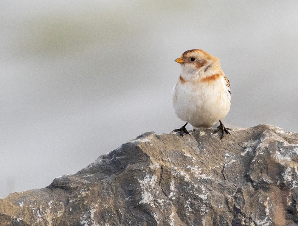 Snow Bunting