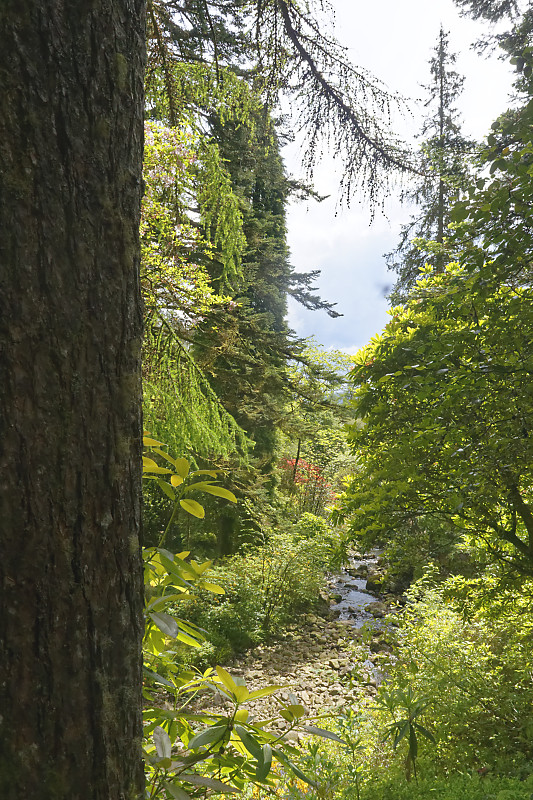 Crarae gardens
