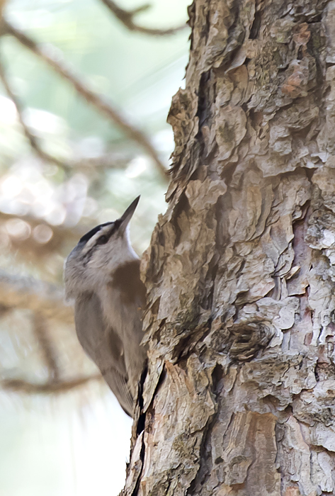 Krpers Nuthatch ( Sitta krueperi ) Krpers ntvcka - GS1A6350.jpg