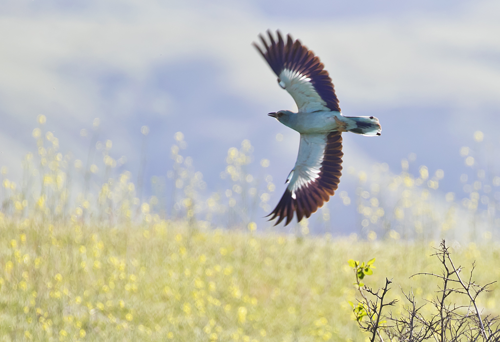 European Roller ( Blkrka ) Coracias garrulus - GS1A7708.jpg