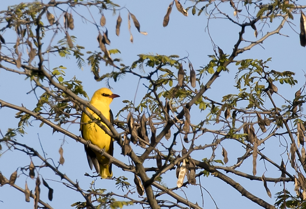 Eurasian Golden Oriole ( Sommargylling ) Oriolus oriolus -  GS1A8624.jpg