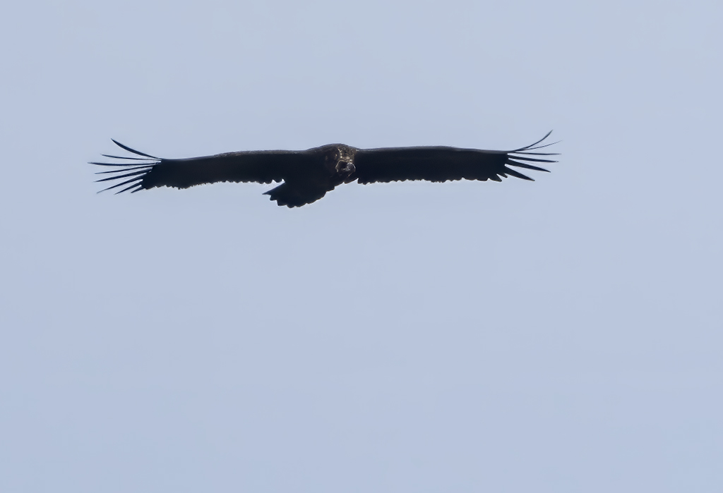 Cinereous Vulture ( Grgam ) Aegypius monachus - P8251289.jpg