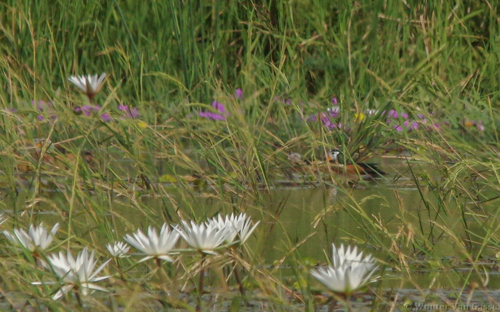 Nettapus auritus - African Pygmy-Goose