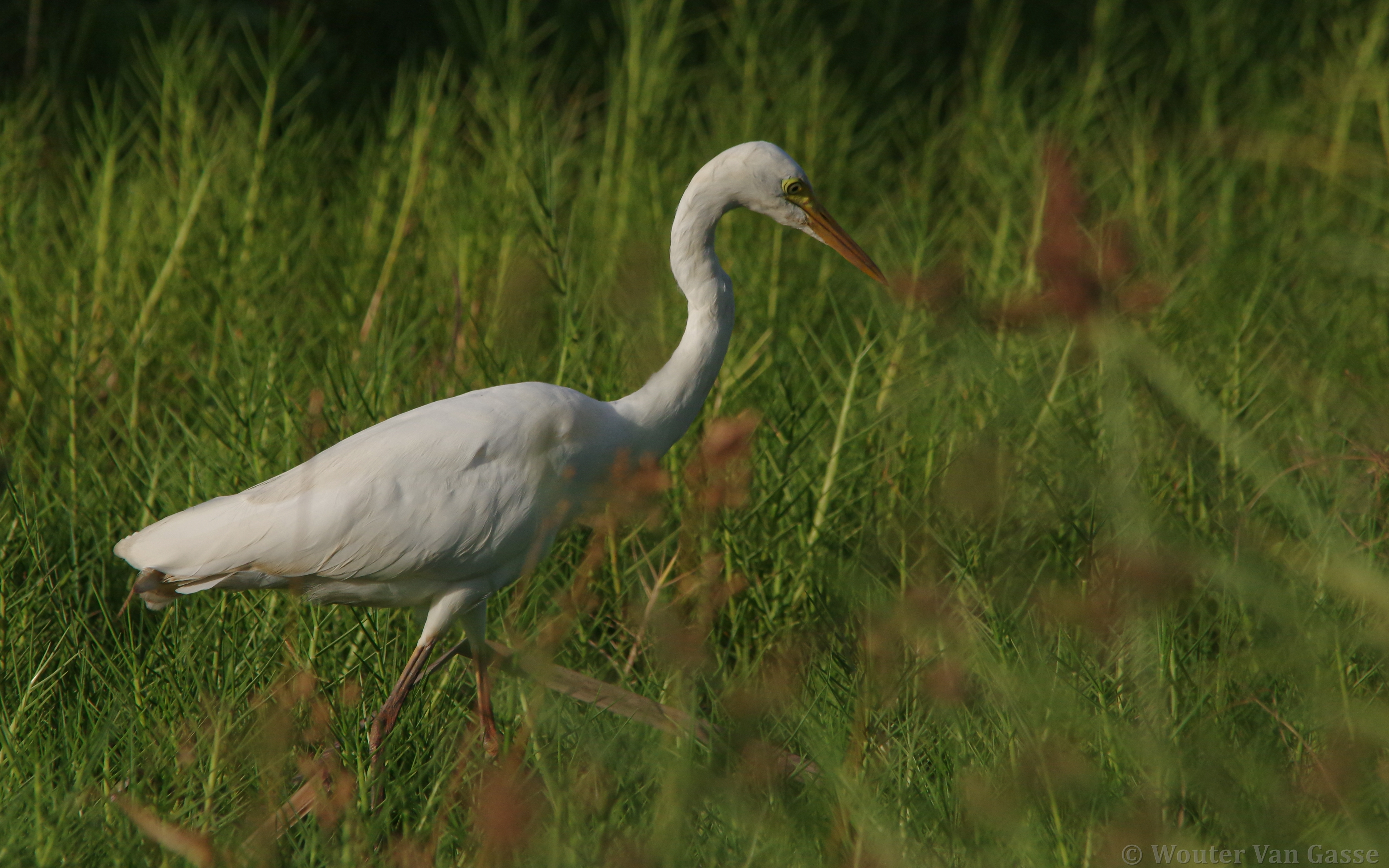 Ardea intermedia brachyrhyncha - Yellow-billed Egret