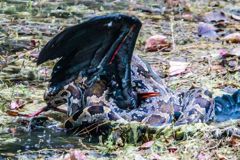 Python Wrapped Around a Black Stork
