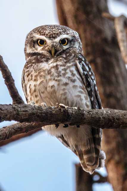 Spotted Owlet