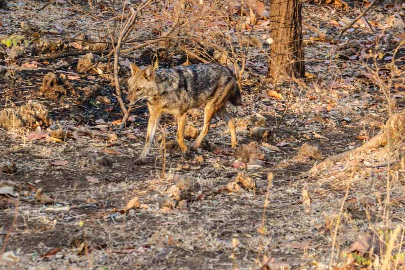 Jackal