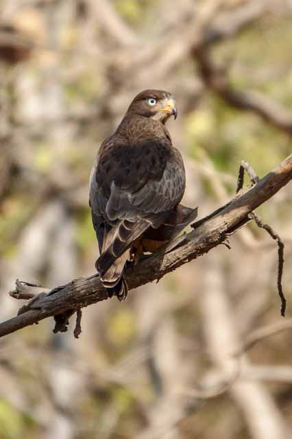 White Eyed Buzzard