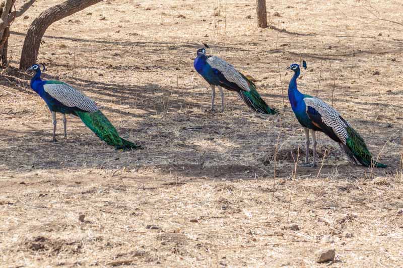 Peacocks