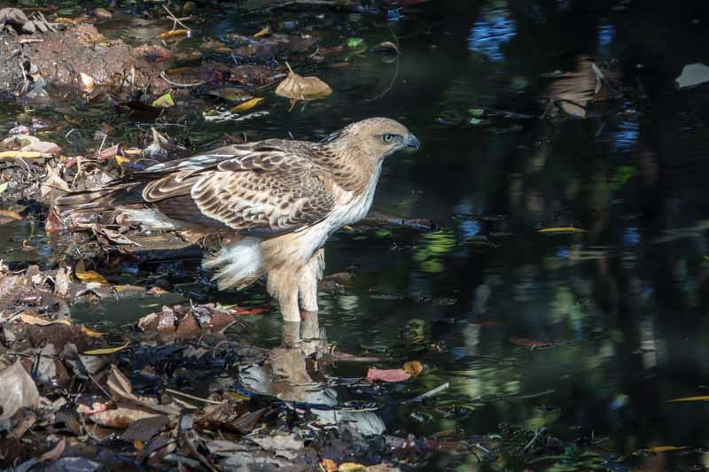 Crested Hawk Eagle (immature)