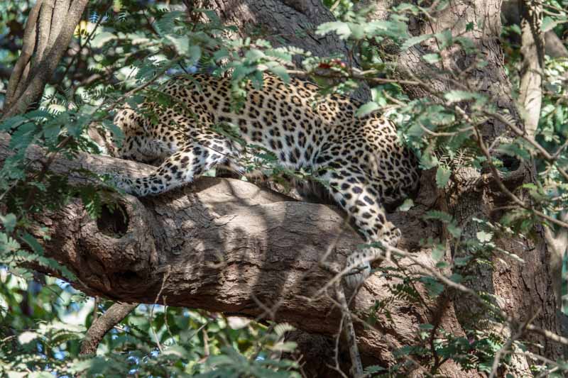 Jouvenile Leopard (partial!)