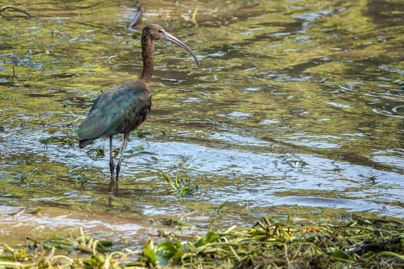 Glossy Ibis