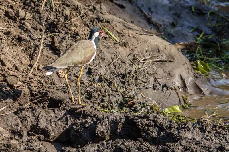 Red-wattled Lapwing