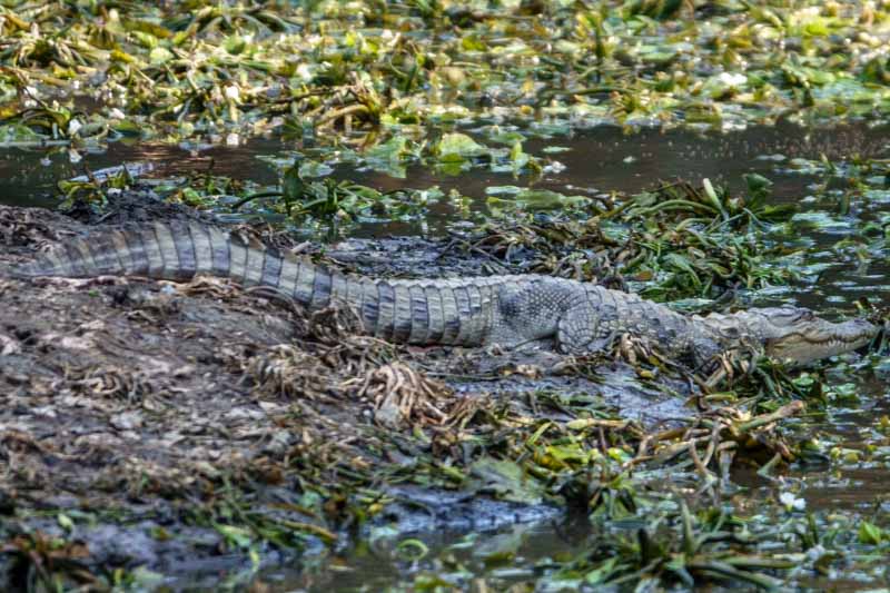 Baby Crocodile