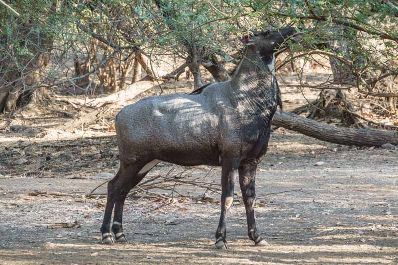 Blue Bull Antelope