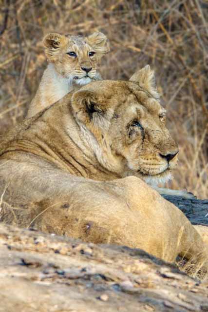 Female Asiatic Lion with Cub