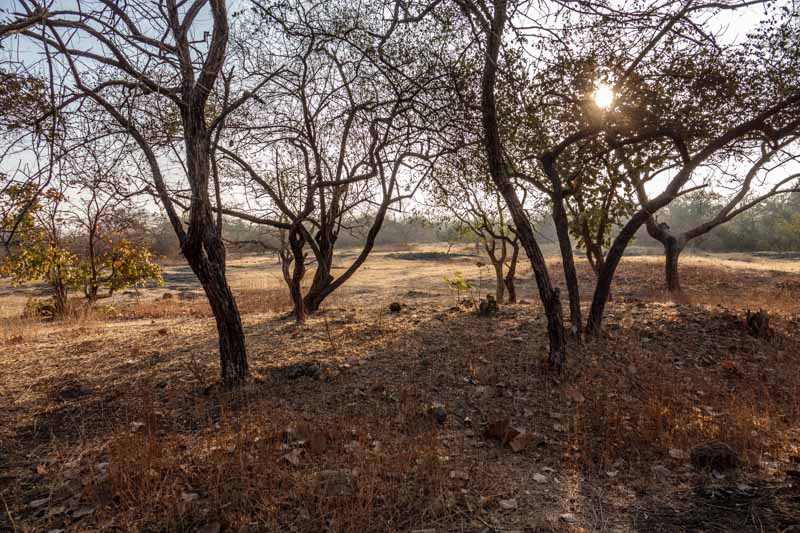 Gir National Park Landscape