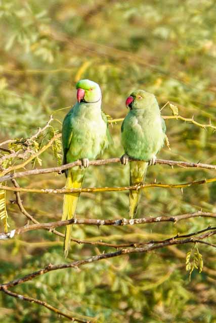 Rose Ringed Parakeets
