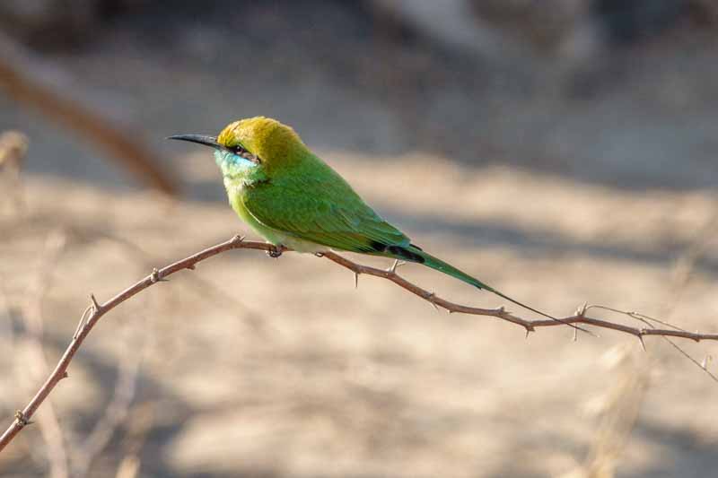 Green Bee Eater