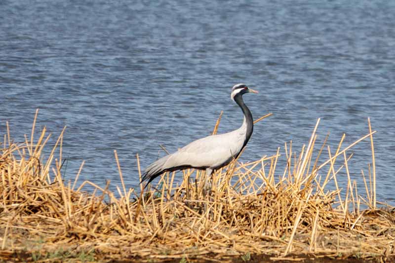 Demoiselle Crane