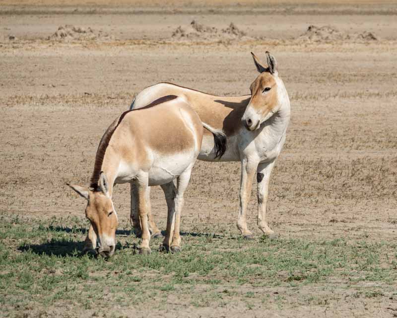  Female Indian Wild Asses