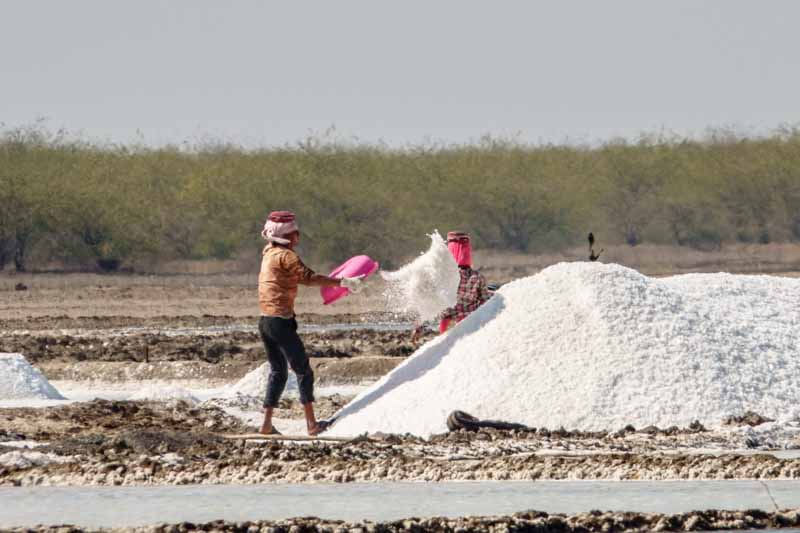 Harvesting Salt