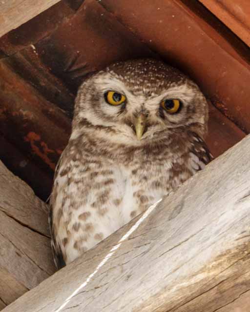 Spotted Owlet