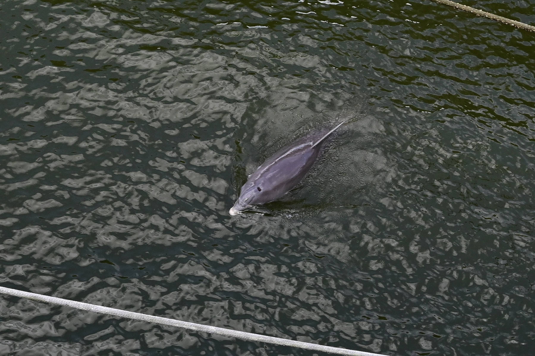 Z50_2858.JPG