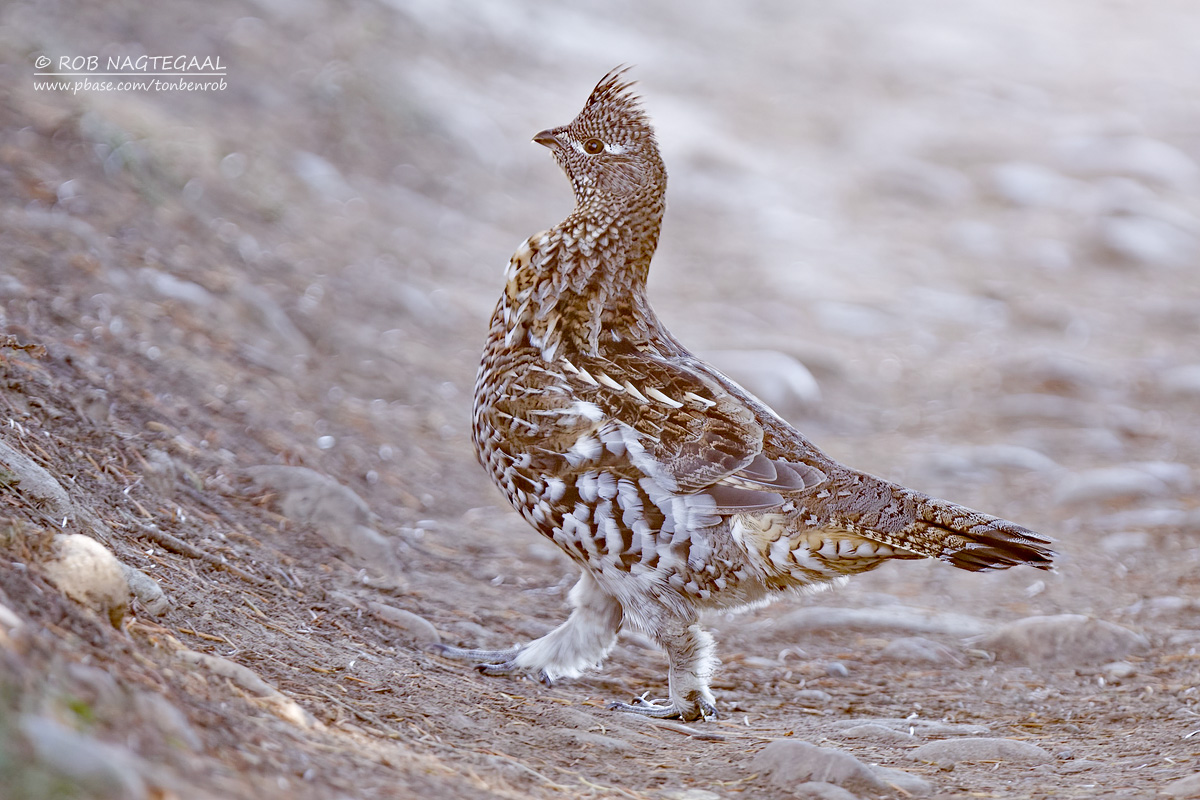 Kraaghoen - Ruffed Grouse - Bonasa umbellus