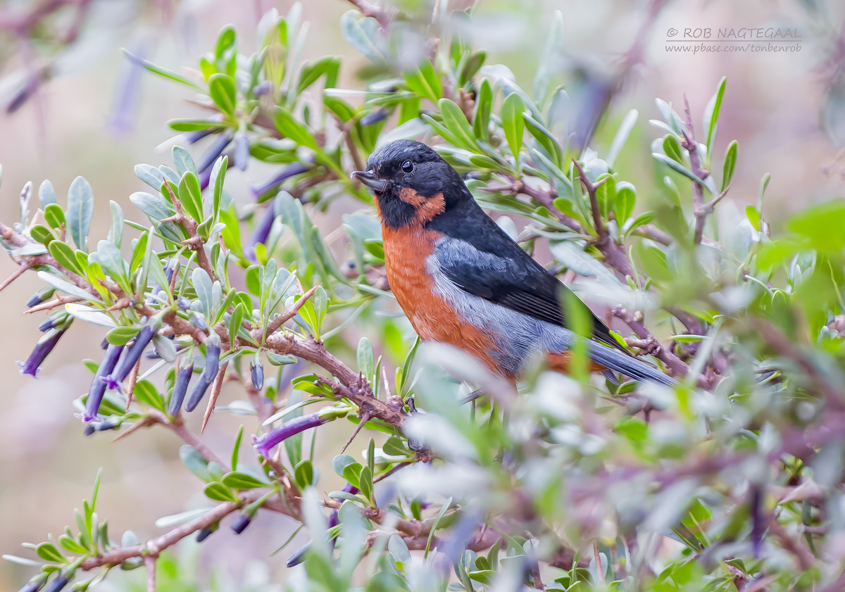 Zwartkeel-berghoningkruiper - Black-throated Flowerpiercer - Diglossa brunneiventris